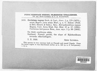 Botryobasidium vagum image